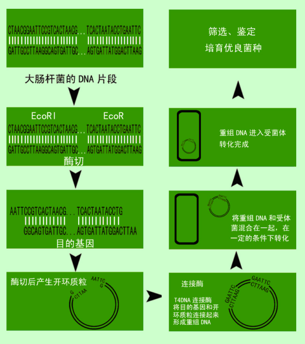 杭州易泰生物工程有限公司|溶菌酶|转移因子|卵黄免疫蛋白|m23|畜泰通